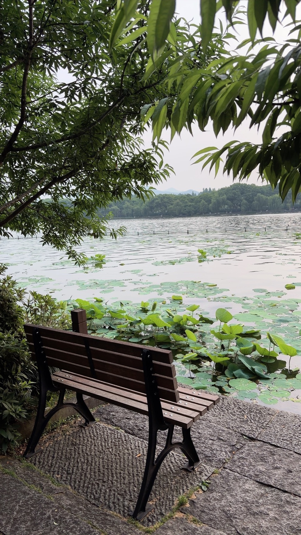 Cloudy West Lake with trees and lotus leaves