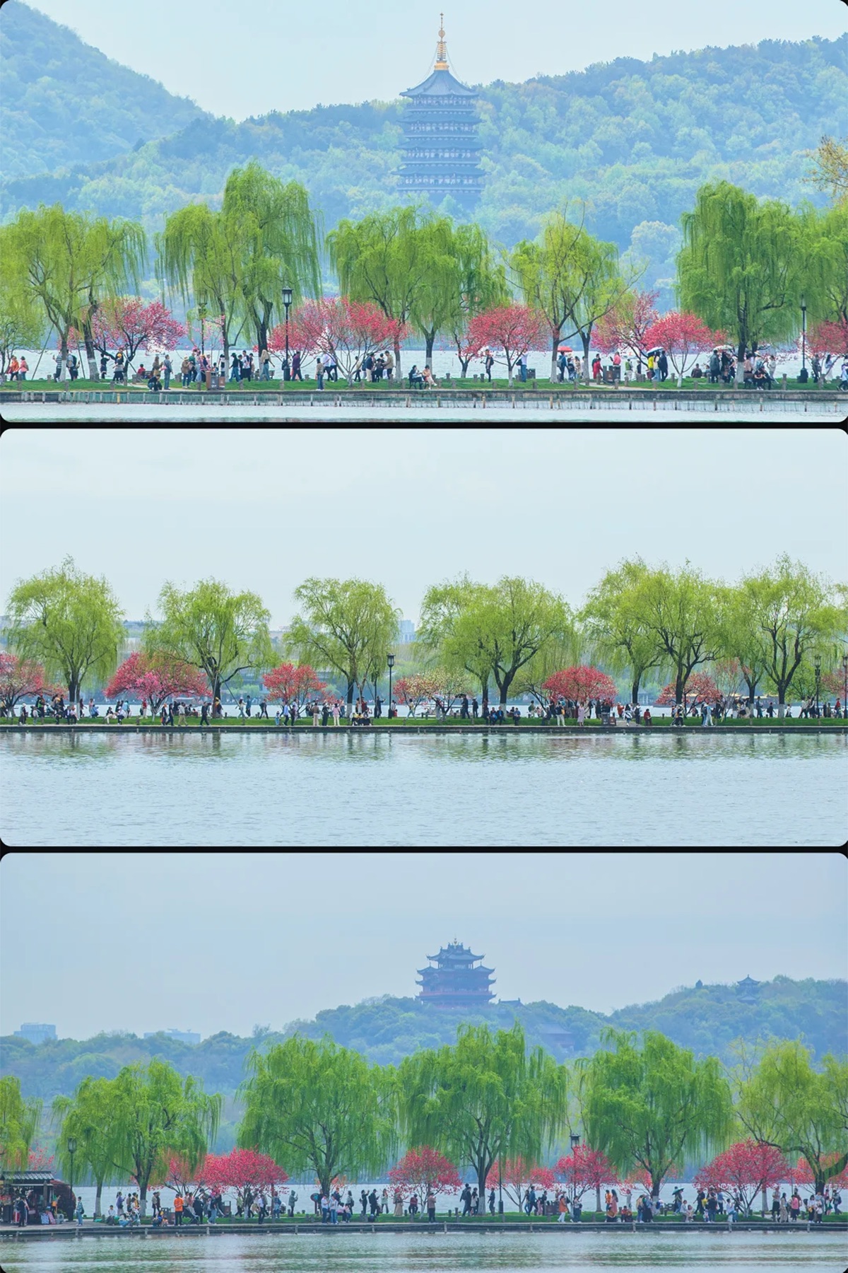Spring West Lake with peach blossoms and willow trees