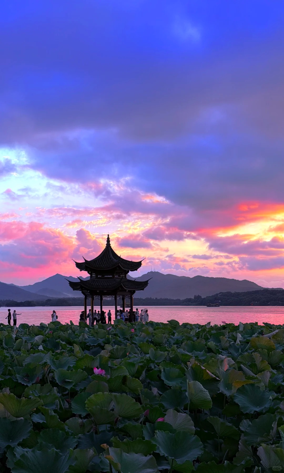 Sunny West Lake with lotus leaves